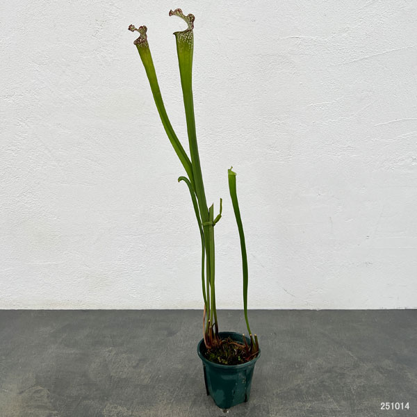 サラセニア：牧場系　3号ポット