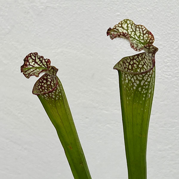 サラセニア：牧場系　3号ポット