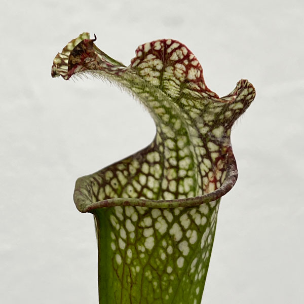 サラセニア：牧場系　3号ポット