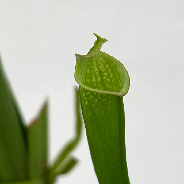 サラセニア：牧場系　3号ポット