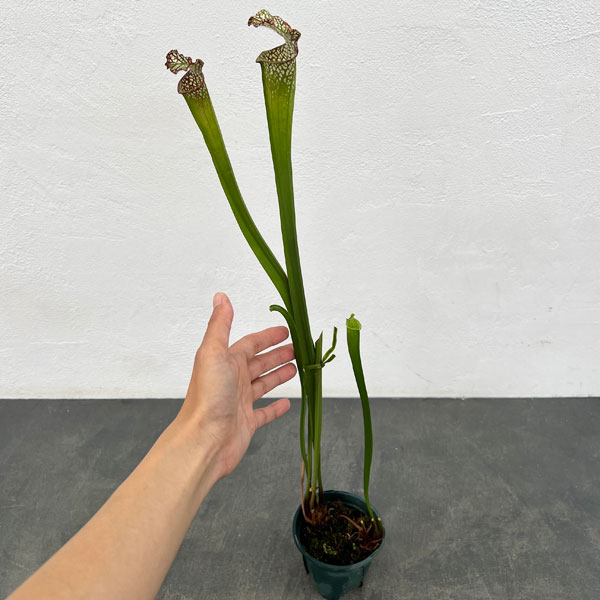 サラセニア：牧場系　3号ポット