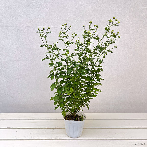 EMS（エムズ）マム（コギク系）：ユア3.5号ポット