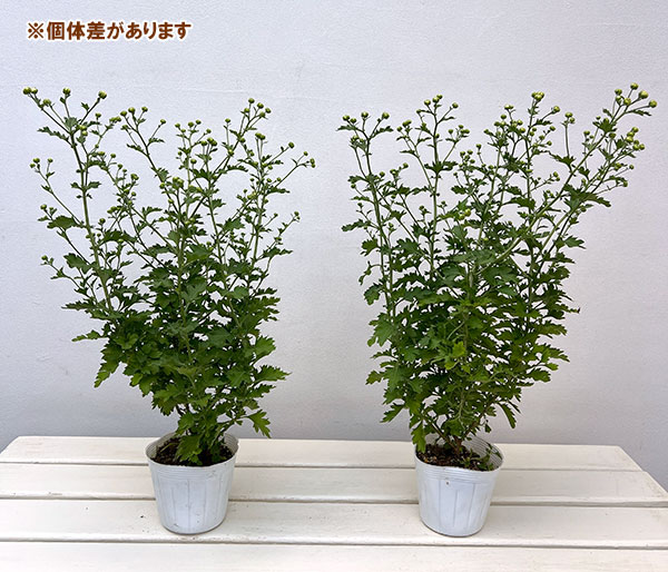 EMS（エムズ）マム（コギク系）：ユア3.5号ポット