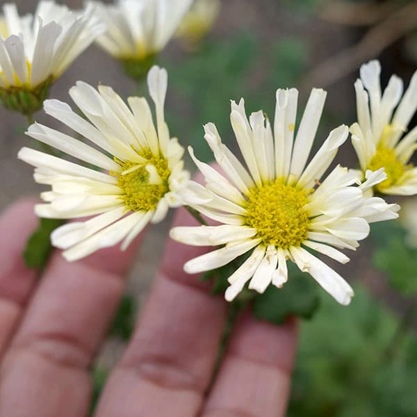 EMS（エムズ）マム（コギク系）：ユア3.5号ポット