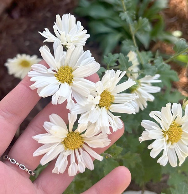 EMS（エムズ）マム（コギク系）：ユア3.5号ポット