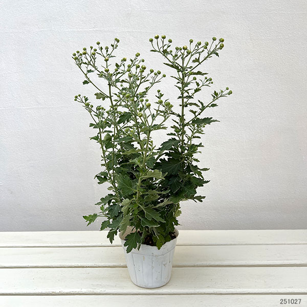 EMS（エムズ）マム（ハナイソギク系）：サキ3.5号ポット