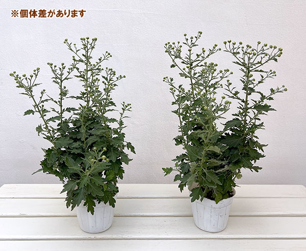 EMS（エムズ）マム（ハナイソギク系）：サキ3.5号ポット