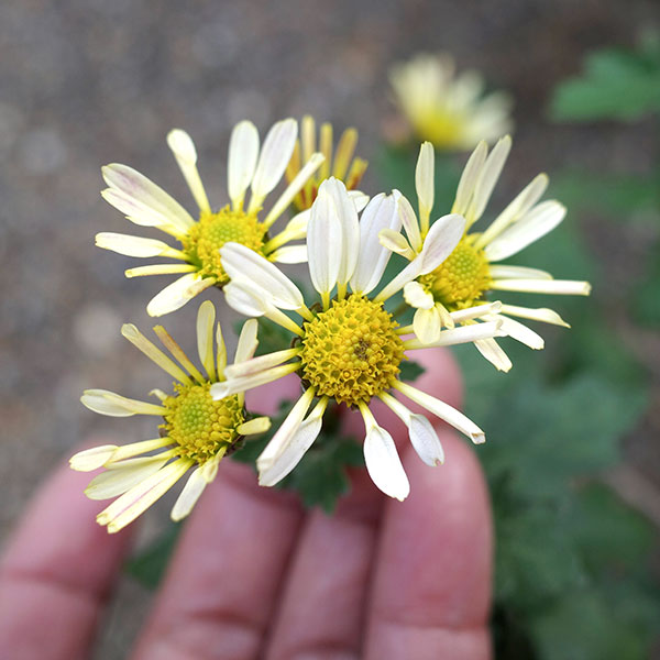 EMS（エムズ）マム（ハナイソギク系）：サキ3.5号ポット