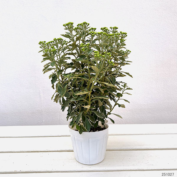 EMS（エムズ）マム（ハナイソギク系）：リタ・マメ3.5号ポット