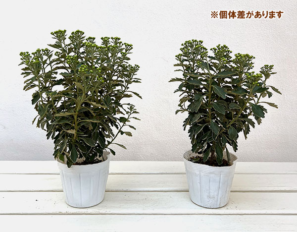 EMS（エムズ）マム（ハナイソギク系）：リタ・マメ3.5号ポット