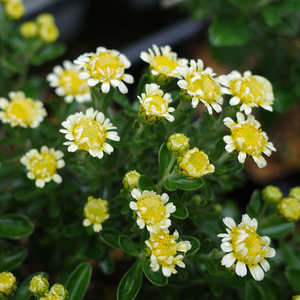 EMS（エムズ）マム（ハナイソギク系）：リタ・マメ3.5号ポット