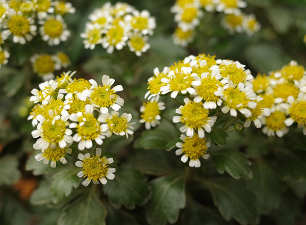 EMS（エムズ）マム（ハナイソギク系）：リタ・マメ3.5号ポット