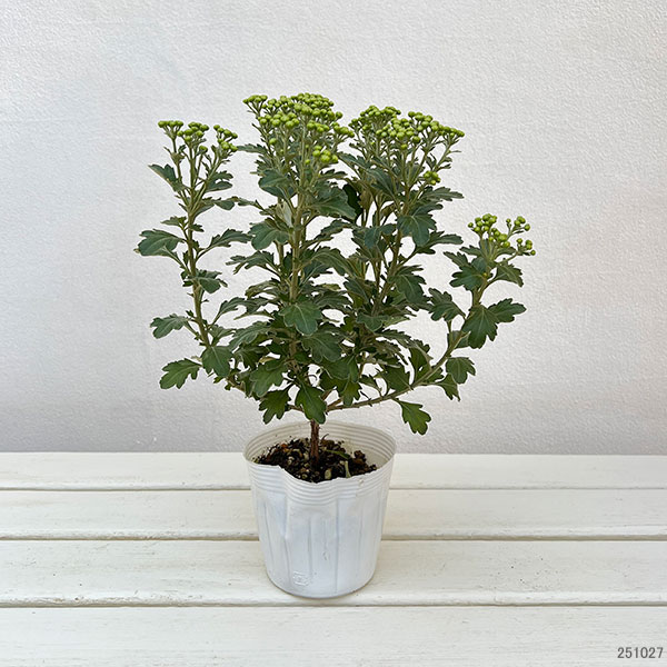 EMS（エムズ）マム（ハナイソギク系）：リタ・ホシ3.5号ポット