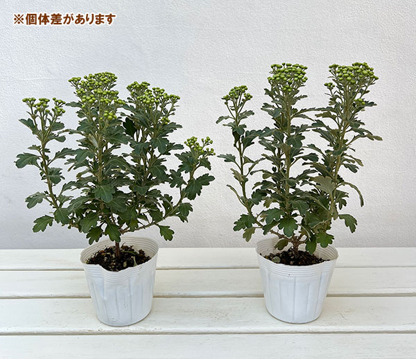 EMS（エムズ）マム（ハナイソギク系）：リタ・ホシ3.5号ポット