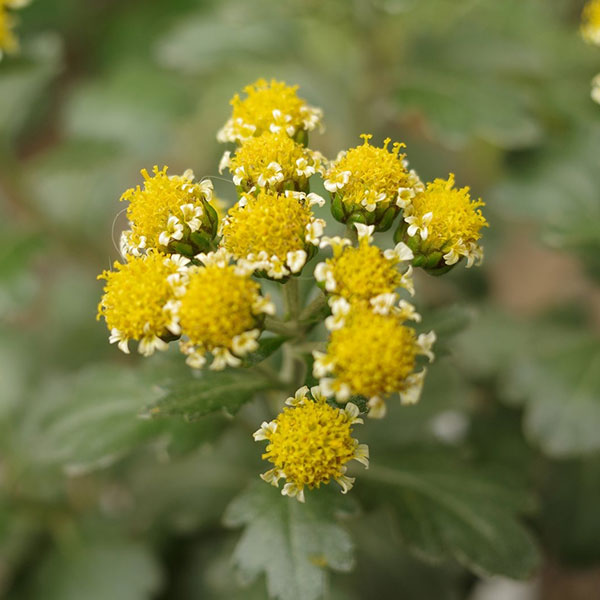 EMS（エムズ）マム（ハナイソギク系）：リタ・ホシ3.5号ポット