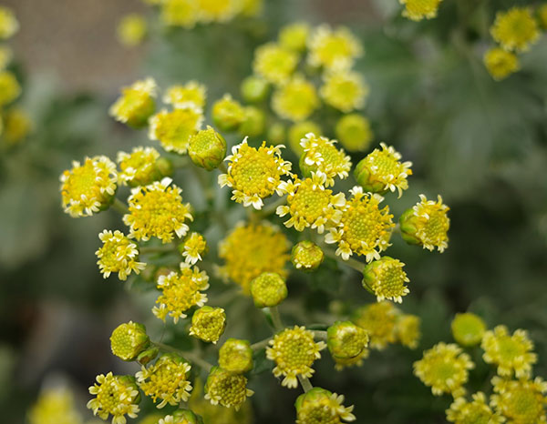 EMS（エムズ）マム（ハナイソギク系）：リタ・ホシ3.5号ポット