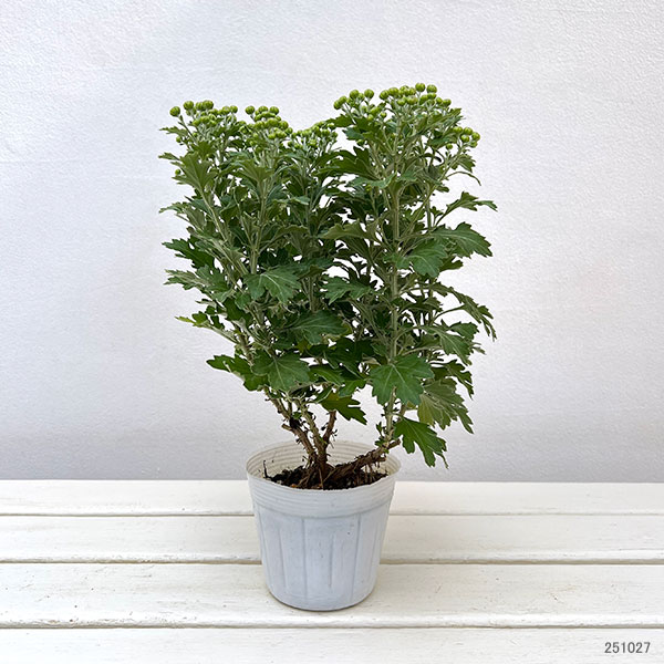 EMS（エムズ）マム（ハナイソギク系）：リラ・レモン3.5号ポット