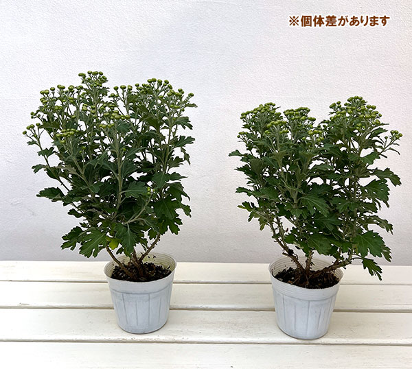 EMS（エムズ）マム（ハナイソギク系）：リラ・レモン3.5号ポット