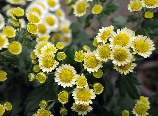 EMS（エムズ）マム（ハナイソギク系）：リラ・レモン3.5号ポット