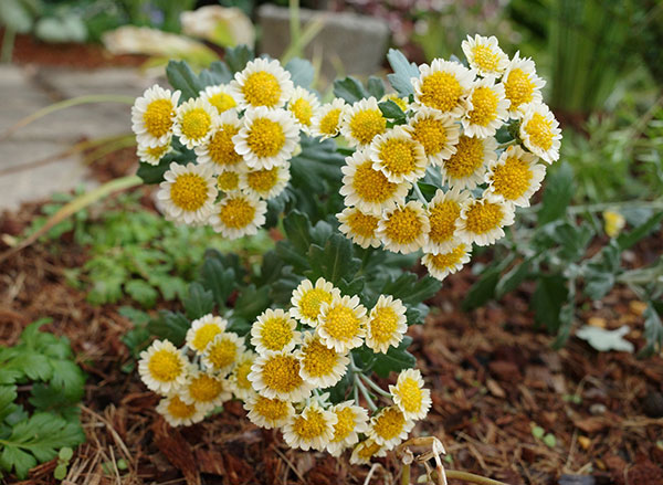 EMS（エムズ）マム（ハナイソギク系）：リラ・レモン3.5号ポット