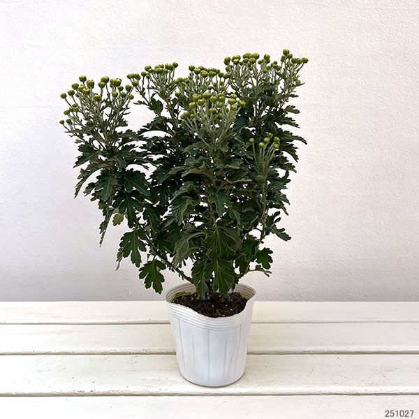 EMS（エムズ）マム（ハナイソギク系）：リラ・コナツ3.5号ポット