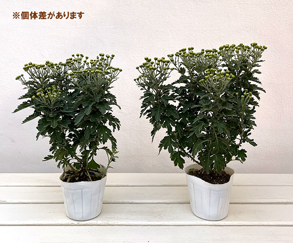 EMS（エムズ）マム（ハナイソギク系）：リラ・コナツ3.5号ポット