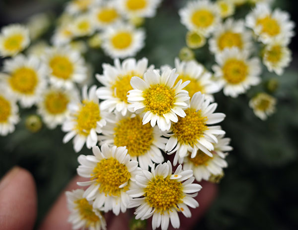 EMS（エムズ）マム（ハナイソギク系）：リラ・コナツ3.5号ポット