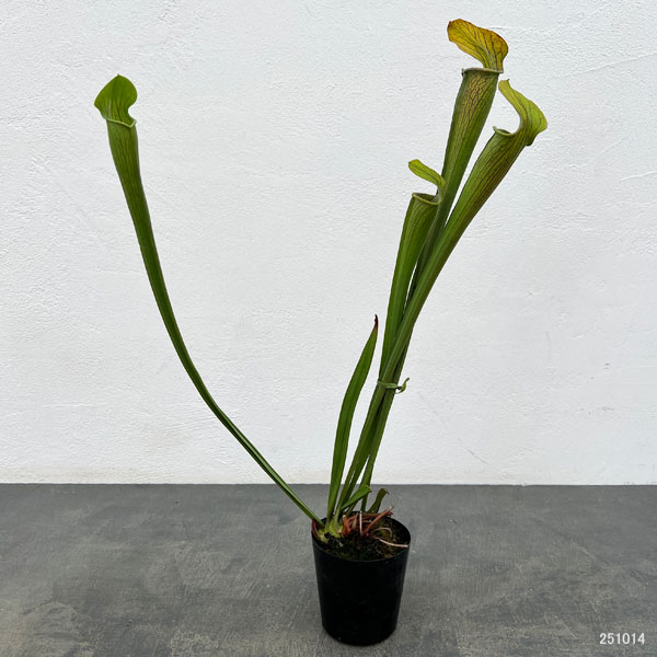 サラセニア：アラータ　ヒルトップレイクス、 テキサス、 ヴェインドフォーム　3号ポット