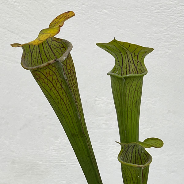 サラセニア：アラータ　ヒルトップレイクス、 テキサス、 ヴェインドフォーム　3号ポット