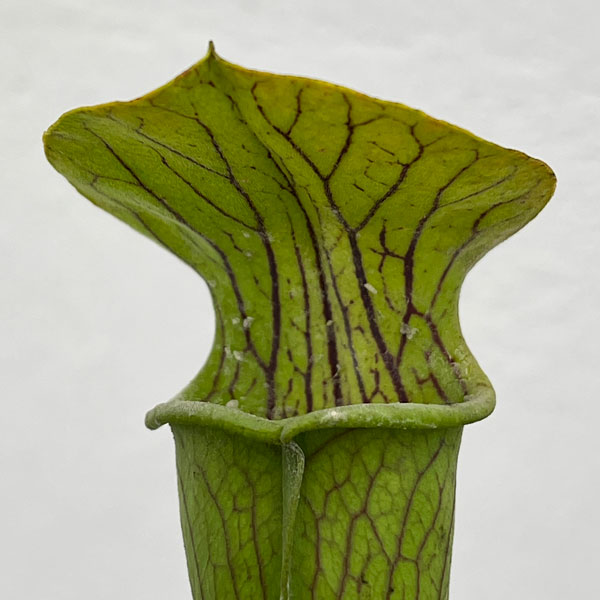 サラセニア：アラータ　ヒルトップレイクス、 テキサス、 ヴェインドフォーム　3号ポット