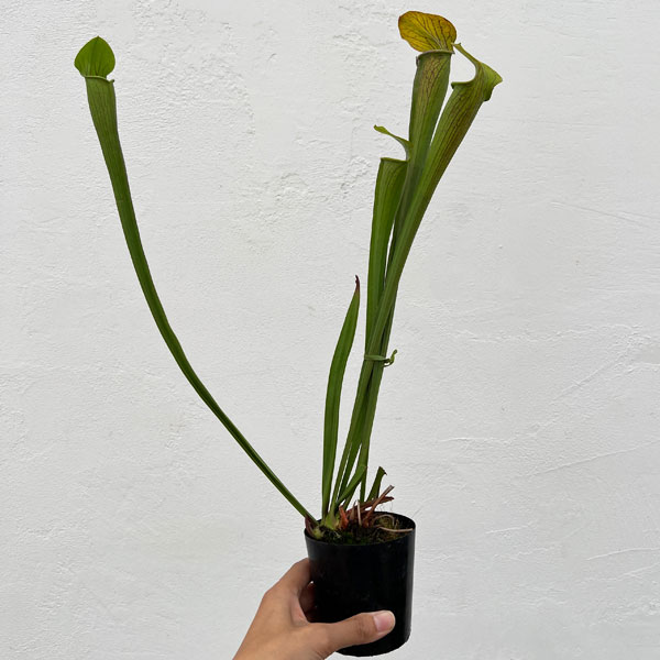 サラセニア：アラータ　ヒルトップレイクス、 テキサス、 ヴェインドフォーム　3号ポット