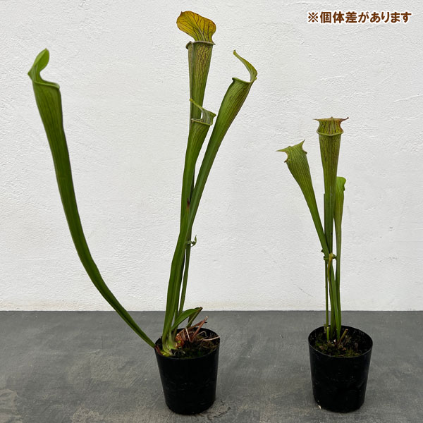 サラセニア：アラータ　ヒルトップレイクス、 テキサス、 ヴェインドフォーム　3号ポット