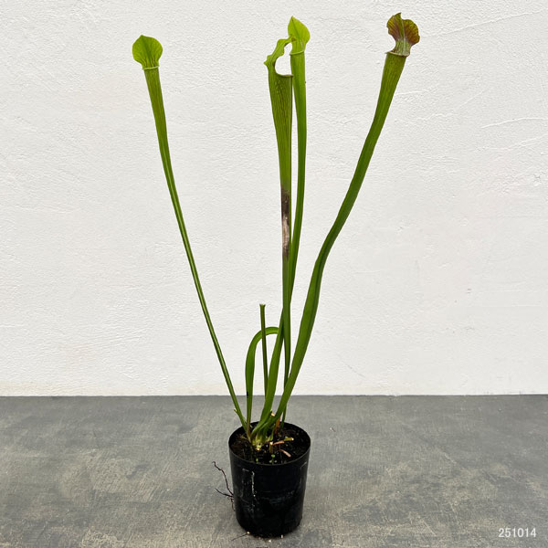 サラセニア：アラータ　パープルスロート CK　3号ポット