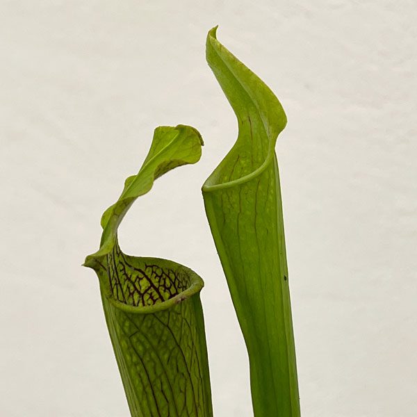 サラセニア：アラータ　パープルスロート CK　3号ポット