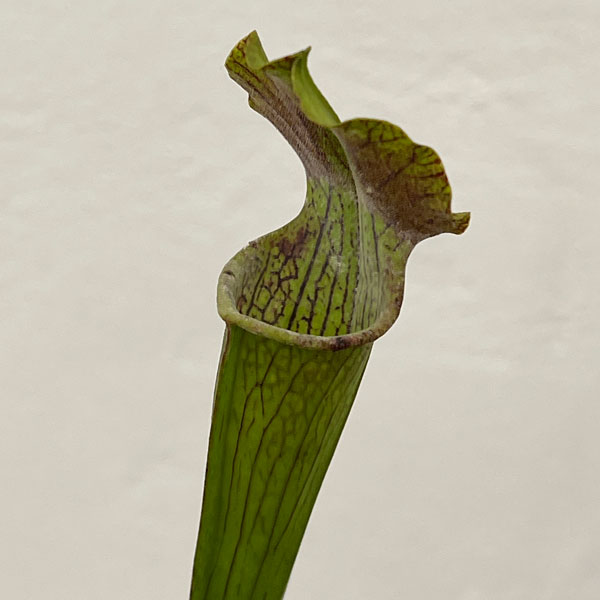 サラセニア：アラータ　パープルスロート CK　3号ポット