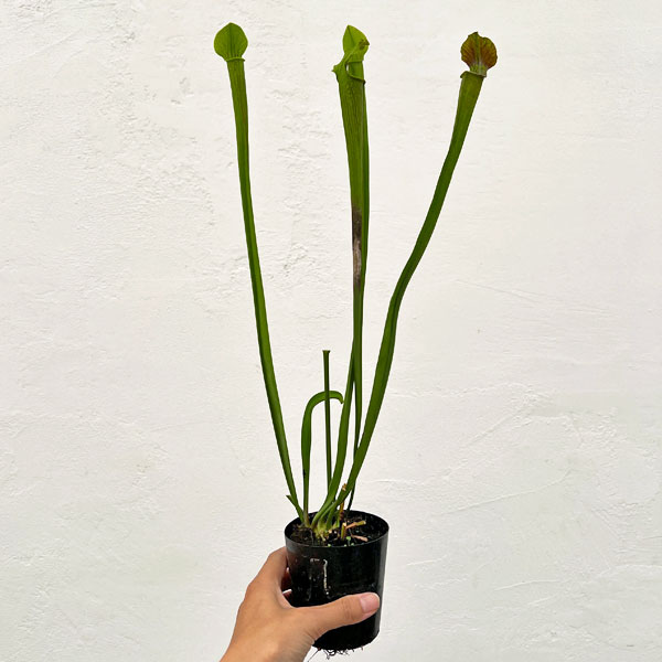 サラセニア：アラータ　パープルスロート CK　3号ポット