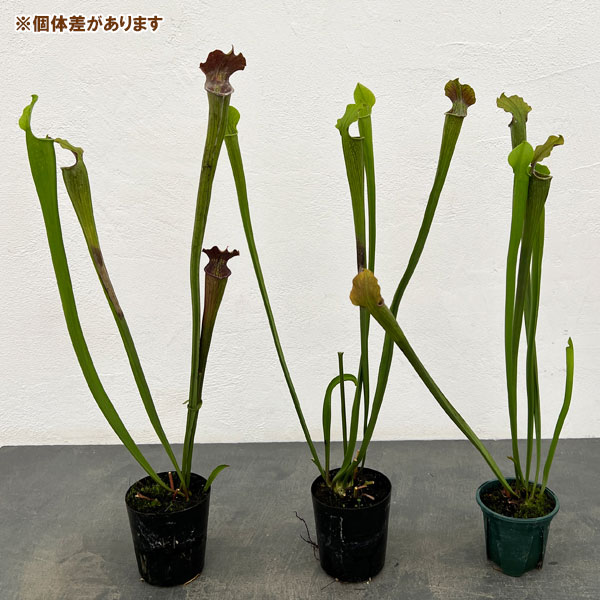 サラセニア：アラータ　パープルスロート CK　3号ポット