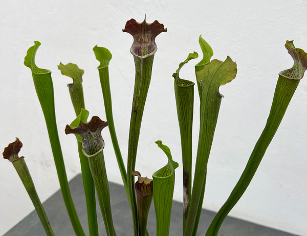 サラセニア：アラータ　パープルスロート CK　3号ポット