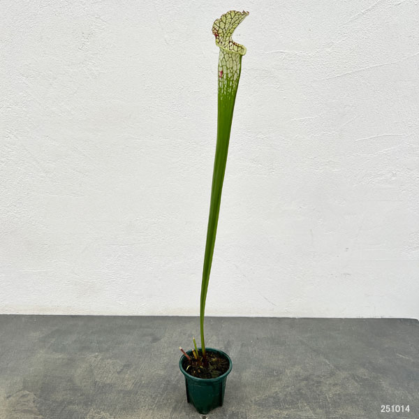 サラセニア：レウコフィラ 満田 3号ポット