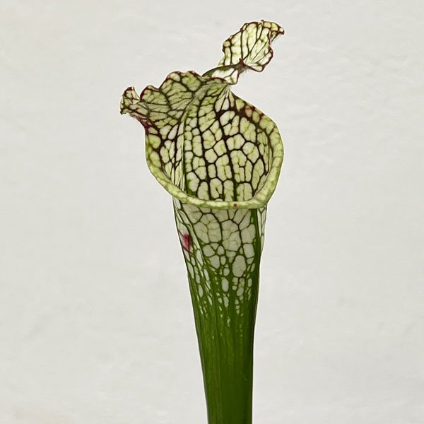 サラセニア：レウコフィラ 満田 3号ポット