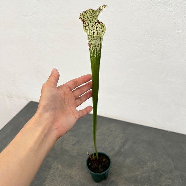 サラセニア：レウコフィラ 満田 3号ポット