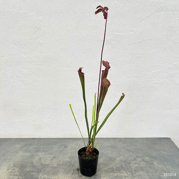 サラセニア：アラータ ブラックチューブ ホワイツクロッシング ストーン Co、 ミシシッピ 3号ポット