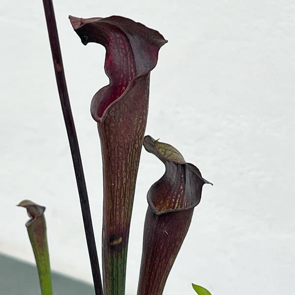 サラセニア：アラータ ブラックチューブ ホワイツクロッシング ストーン Co、 ミシシッピ 3号ポット