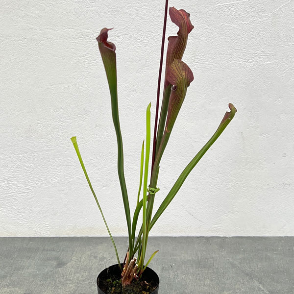 サラセニア：アラータ ブラックチューブ ホワイツクロッシング ストーン Co、 ミシシッピ 3号ポット