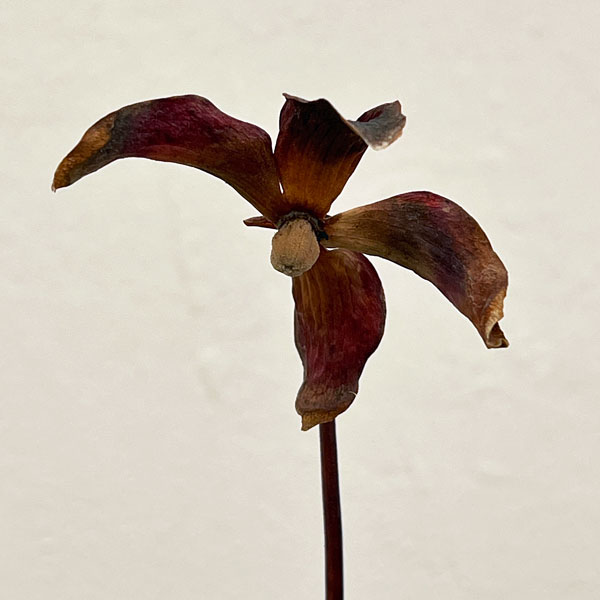 サラセニア：アラータ ブラックチューブ ホワイツクロッシング ストーン Co、 ミシシッピ 3号ポット