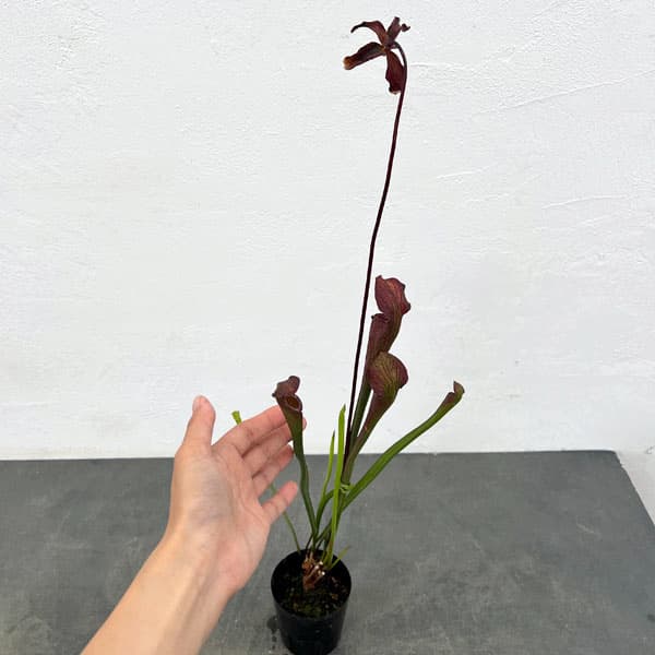 サラセニア：アラータ ブラックチューブ ホワイツクロッシング ストーン Co、 ミシシッピ 3号ポット