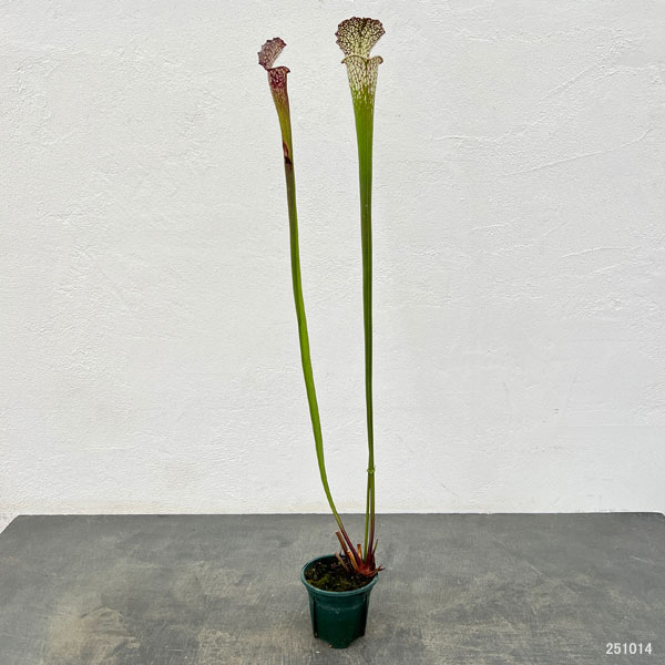 サラセニア：レウコフィラ 一正園 3号ポット