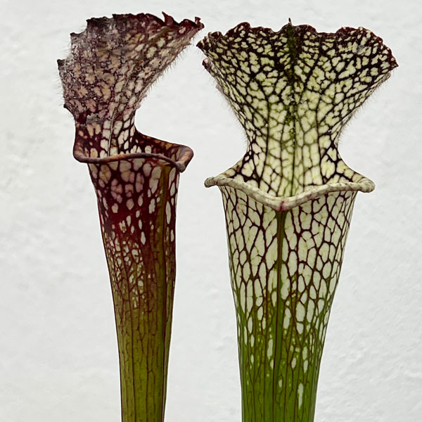 サラセニア：レウコフィラ 一正園 3号ポット