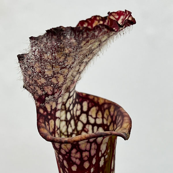 サラセニア：レウコフィラ 一正園 3号ポット