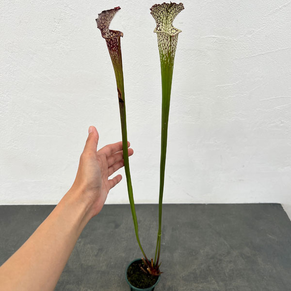 サラセニア：レウコフィラ 一正園 3号ポット